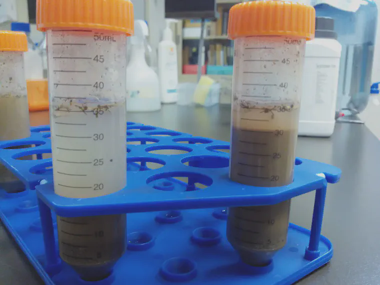 Soil samples (at left) mixed with a calcium chloride solution and (at right) with a sodium chloride solution, showing the difference in clay flocculation depending on the salt in solution.