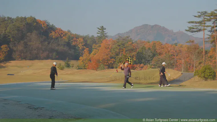 Playing golf on a frosty bentgrass green on a beautiful late autumn morning.