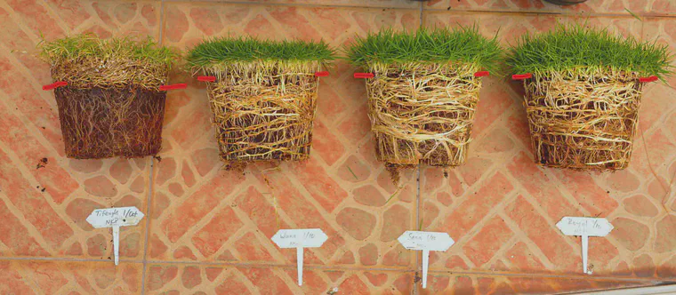 These grasses were grown in pots and fertilized with N, P, and K. Red lines show the approximate ground level. The Tifeagle bermudagrass at left produced a mass of aboveground stolons. The three varieties of manilagrass (*Zoysia matrella*) at right all produced a mass of belowground rhizomes.