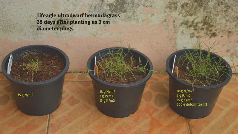 Tifeagle 28 days after planting in coconut coir as 3 cm diameter plugs. Fertilizer was applied at planting, 10 days after planting, and 18 days after planting.