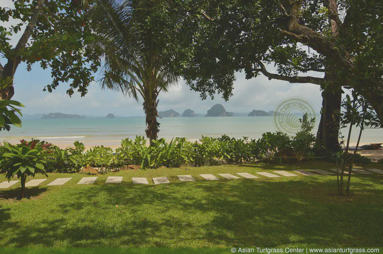 July: A tropical carpetgrass lawn in Krabi.