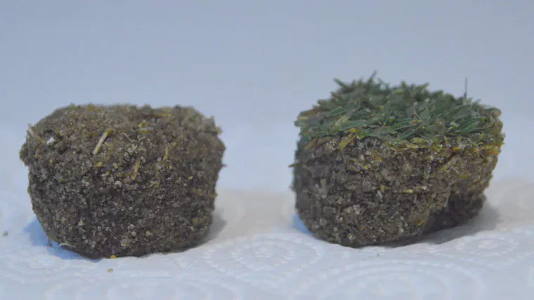 The golf ball reacts with the turfgrass at the top of the 0 to 2 cm profile. I prefer testing with the grass (the verdure, or turf canopy) on the sample, as as right, rather than trimmed off as at left.