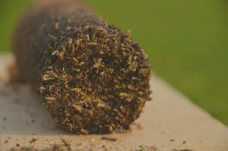 Sample from a Tifeagle green with verdure removed.