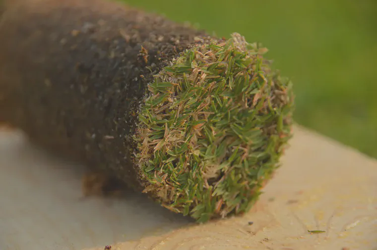 Verdure on the top of a soil profile collected from a Tifeagle putting green.