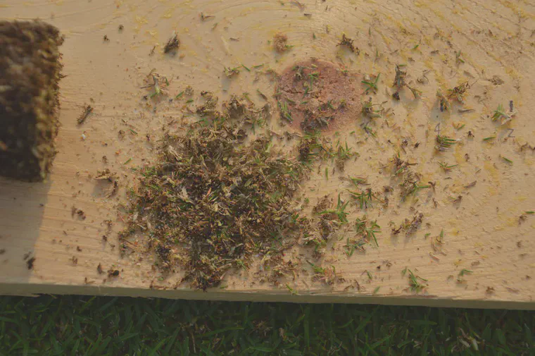 Verdure and recent topdressing sand after cutting the verdure from a Tifeagle green sample.