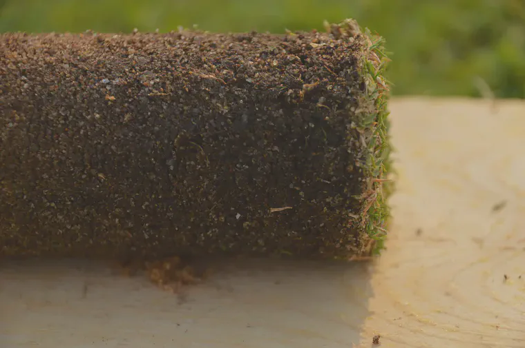 Side view of verdure on the top of a soil profile from a Tifeagle green.