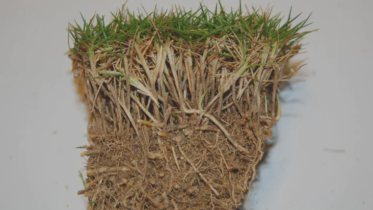 The thatch layer of this unmown manilagrass would be almost enitrely removed before testing for organic matter.