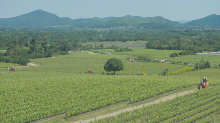 Riding elephants at the Monsoon Valley winery