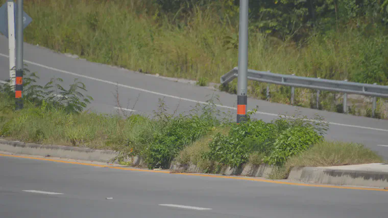 Weeds rapidly overtake manilagrass (*Zoysia matrella*) on highway medians in Thailand where regular irrigation and mowing are not provided.