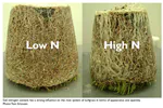 2 similar approaches to turfgrass nutrition, with 1 notable difference