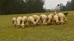3 reasons sheep are better than cows for mowing fairways