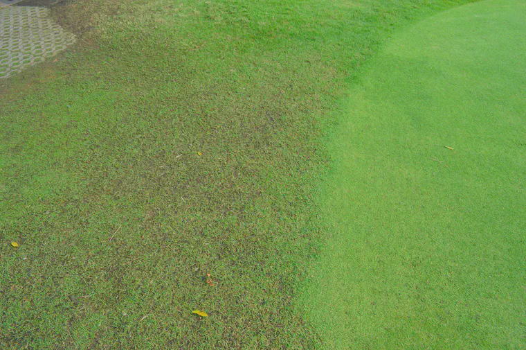Seashore paspalum at left is damaged by foot traffic at this busy course near Bangkok, while the manilagrass tee surface at right has much less traffic damage.