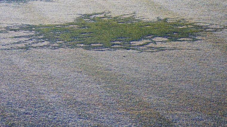 A fine-bladed manilagrass growing faster than Tifeagle bermudagrass.