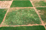 Bermudagrass white leaf: a most unsightly disease