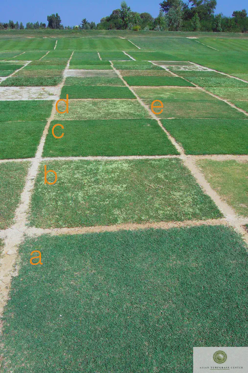 This shows different susceptibilities to bermudagrass white leaf infection on turf research plots near Bangkok. a) is Tifway bermudagrass, free of infection; b) and d) are Riviera bermudagrass showing severe infection; c) is seashore paspalum, immune to this pathogen, and e) is Tifsport bermudagrass, also relatively free from infection.