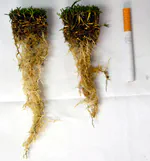 Calcium accumulation at the root surface