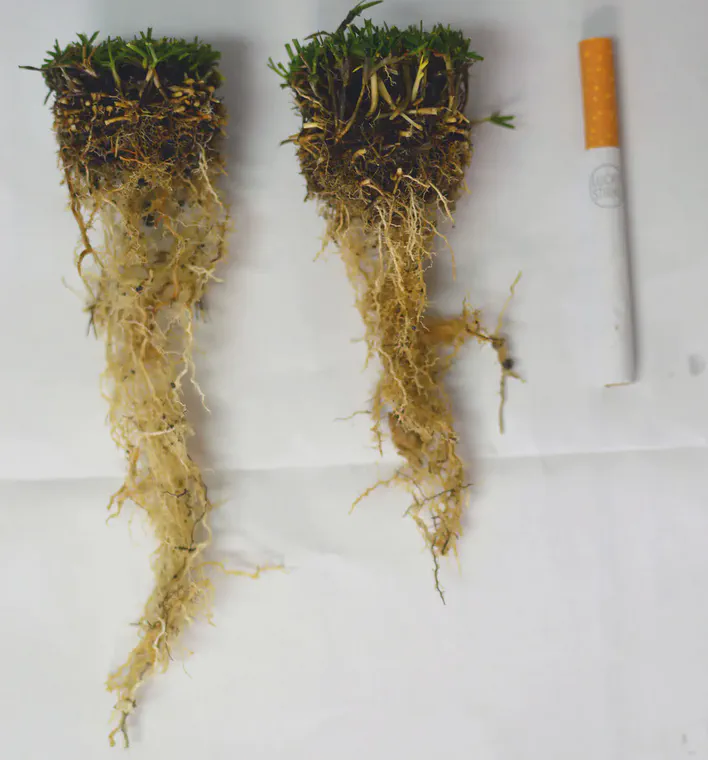 Calcium accumulates at root surfaces because the amount carried by mass flow of water to the roots is more than the plants can use.