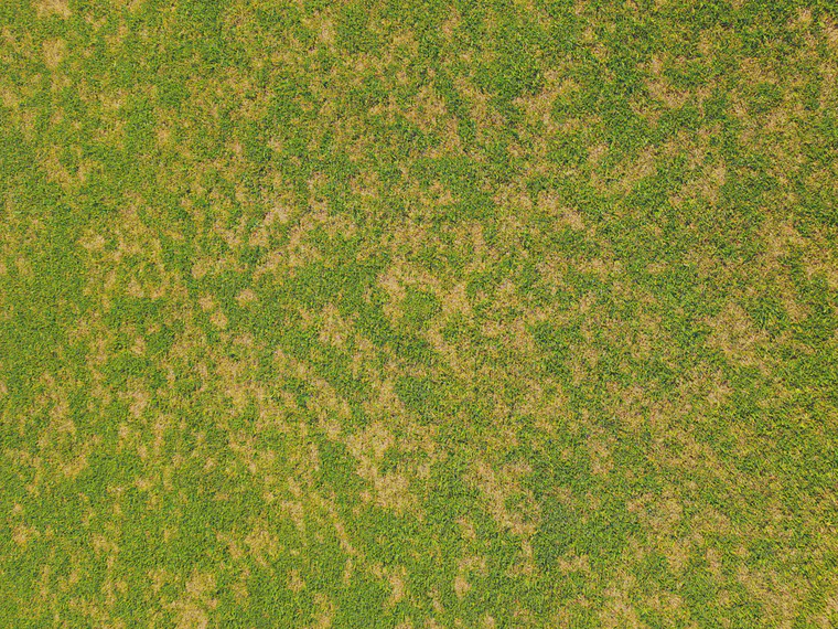 Dollar spot symptoms on a golf course fairway of bentgrass, *Poa annua*, and kikuyugrass.