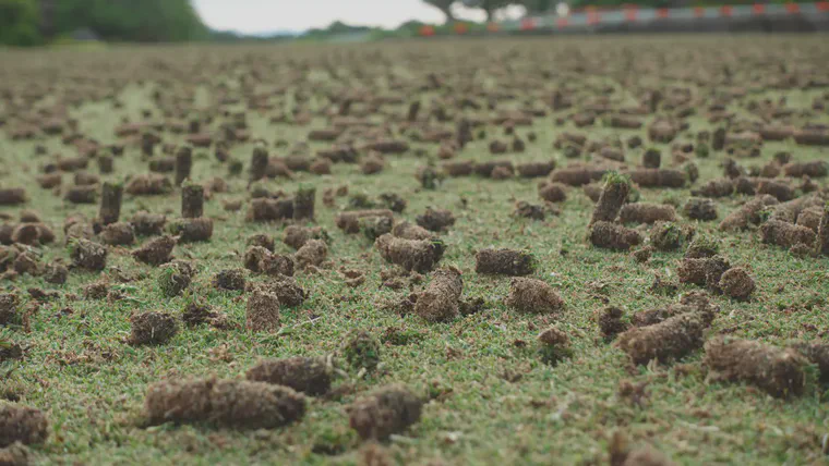 This green [this is not the green in the experiment] was cored with 1.2 cm diameter tines but it won't get this treatment three times per year---the coring amount is adjusted based on OM246 test results and putting green performance (playability).