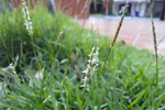 Daylength, temperature, and Zoysia flowers