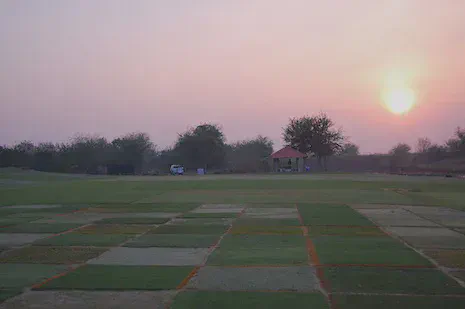 Warm-season turf at the Asian Turfgrass Center research facility was never treated with fungicides to control turf diseases because cultural management practices such as mowing, irrigation, and fertilizer could be adjusted to manage any pathogens.