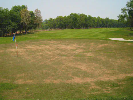 This bermudagrass green in Southeast Asia was thought to have disease; I assess this primarily as mechanical damage rather than decline caused by any fungal pathogen.