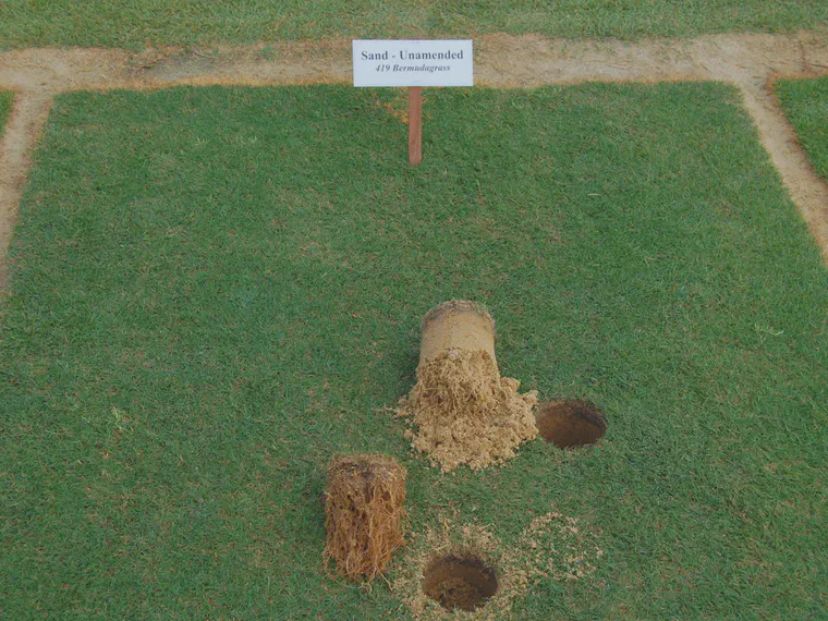 Tifway 419 bermudagrass grown at the Asian Turfgrass Center's research facility in Thailand performed well despite soil sodium more than twice the amount of soil potassium.