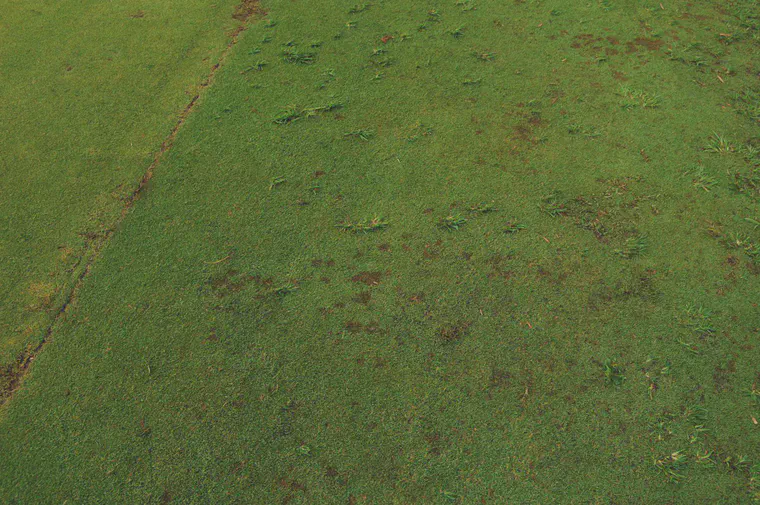 Dog's footprint on manilagrass at Hilo in March.