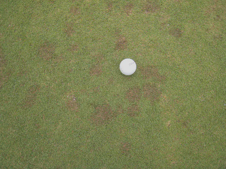 Dog's footprint on manilagrass at Manila in August.