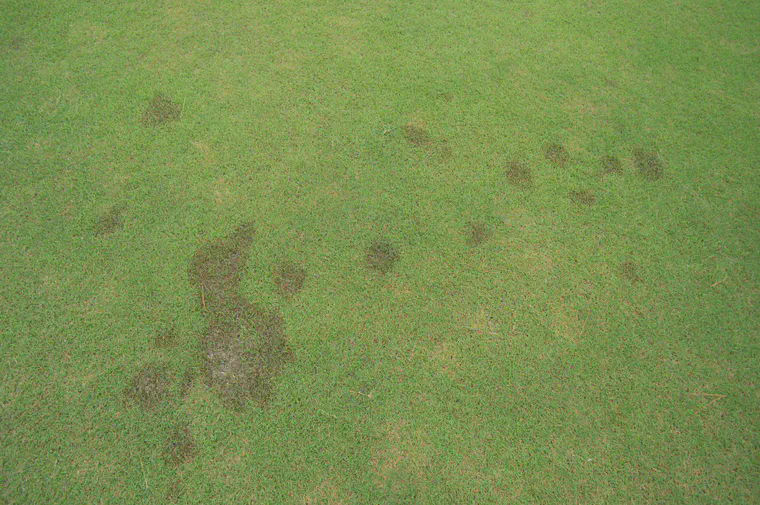 Dog's footprint on manilagrass at Okinawa in August.