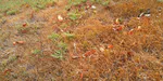 Bermudagrass, zoysiagrass, and water use