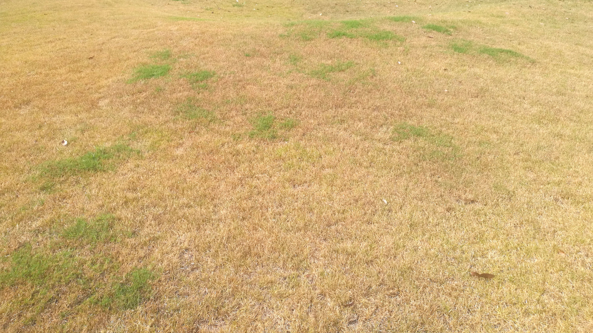 Drought performance of warmseason turfgrasses Asian Turfgrass Center