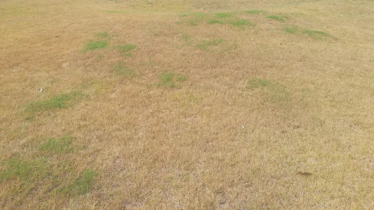 A golf course rough in Kumamoto prefecture, Japan, during a real-life drought. Zoysia has gone completely dormant while patches of bermudagrass in the rough remain green and growing.