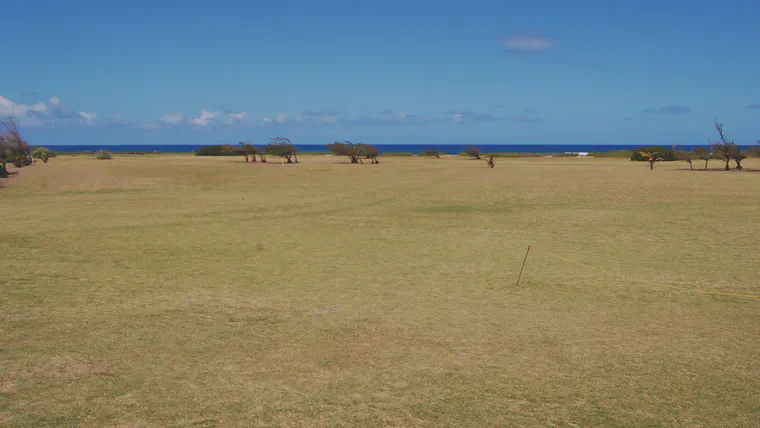 A mixed stand of bermudagrass and St. Augustinegrass persists with no irrigation on the north shore of Oahu.