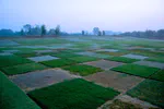 Everyone knows zoysia grows slower than bermuda, except when ...