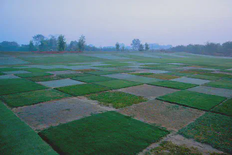 Different species and varieties of warm-season grass at the ATC research facility in 2008.