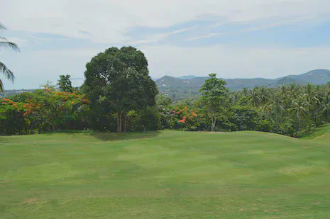 Large patches of nuannoi on the Santiburi Samui fairways in May 2014.