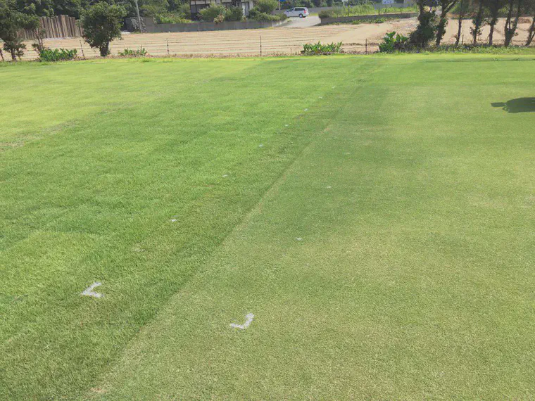A week after the fertilizer application, the plots looked like this. In the foreground is the plot with no 14-14-14 applied, and each plot after that received an increasing 2.5 g N/m2 increment of 14-14-14.