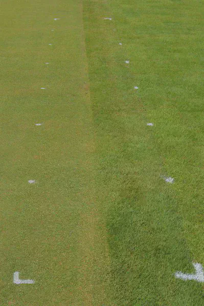 This is what the plots looked like right after the fertilizer application, before turning on the irrigation, on 31 July 2016.