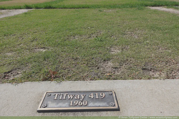 I made my first trip to Tifton, Georgia. There's a grass garden there---or should it be called a grass museum?---with *the* official grass material for famous varieties used all over the world.