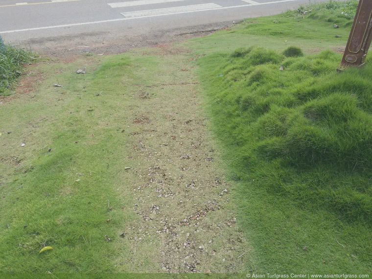 In my runs around home in southern Thailand, I see plenty of *Zoysia* growing wild. This driveway provides a particularly good example of the dramatic effect of rolling on *Zoysia* appearance.