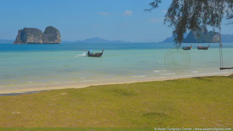 Another excursion into the Strait of Malacca brought me to a small island in the Andaman Sea with some monostands of fine-bladed *Zoysia* growing right up to the beach.