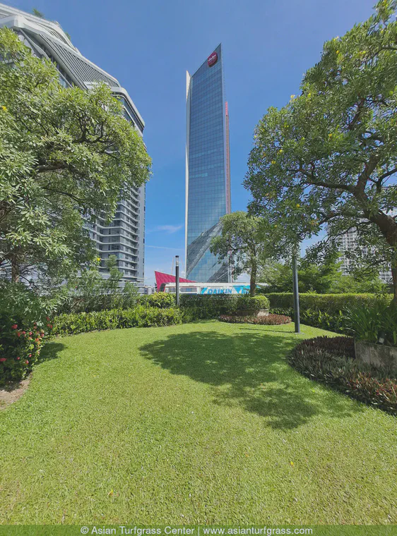 This lawn in Bangkok was planted more than a decade ago to *Zoysia matrella*. It is now primarily tropical carpetgrass --- *Axonopus compressus*. I check this lawn when I am in Bangkok for species composition, and in 2022 I also checked for seasonal zoysia seedhead production and made some observations of leaf wetness.