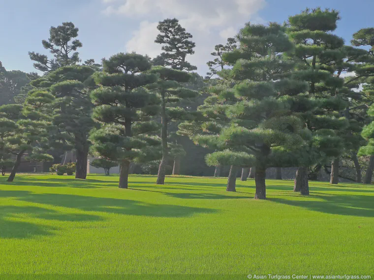 *Zoysia matrella* lawns in central Tokyo and pine trees glittering in the summer sun.