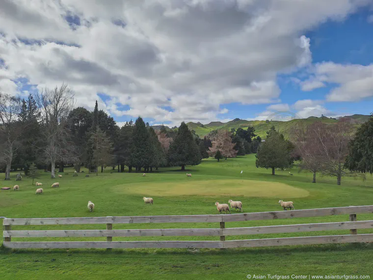 We've all heard about the courses in New Zealand that are grazed by sheep. In August, I stopped by Taihape Golf Course and saw one for myself.
