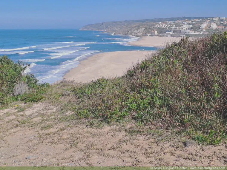 I was surprised to find *Stenotaphrum secundatum* growing wild at the northern edge of the West Cliffs property in Portugal. I had also seen this grass on a hotel lawn in Porto, and in the Algarve, and in central Tokyo, and of course in Florida, earlier in the year.