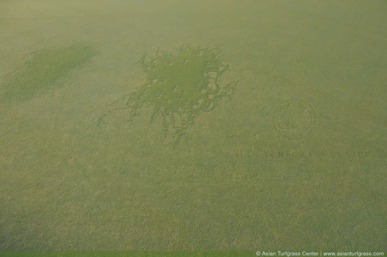 There are two different varieties of fine-bladed *Zoysia* invading this Tifeagle green near Bangkok.