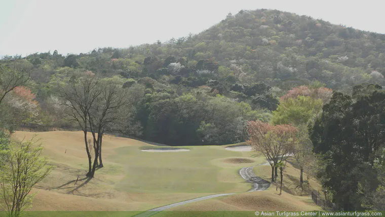 Yamazakura at Inasa GC, Shizuoka, March