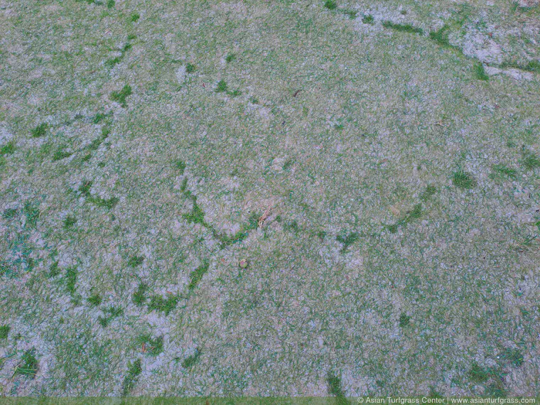 Ant trails in manilagrass at Kondoi Beach, October