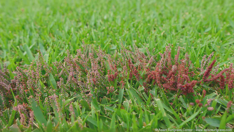 Slime mold on a *Zoysia* fairway in Hyogo, July